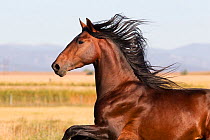 Andalusian / Spanish horse running, Mira vista ranch, Longmont, Colorado, USA