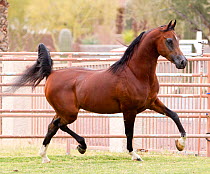 Arabian stallion trotting in paddock, Phoenix, Arizona, USA