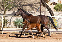 Mare and foal running in paddock, USA