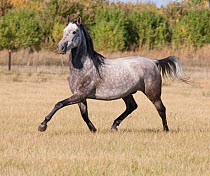 Andalusian / Spanish horse running, Mira vista ranch, Longmont, Colorado, USA