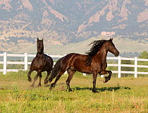 Two Friesian horses running in paddock, Colorado, USA