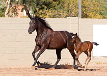 Mare and foal running in yard, USA