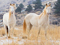 Two cremello Mustang / Wild horses colts Claro and Cremosso adopted after round up from McCullough Peaks herd, and given a new home on a ranch in Colorado, USA, December 2010