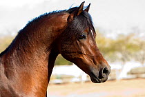 Arabian stallion, portrait, Phoenix, Arizona, USA
