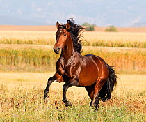 Andalusian stallion running, Longmont, Colorado, USA