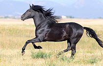 Andalusian stallion running, Longmont, Colorado, USA