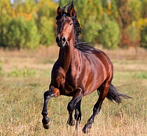 RF- Andalusian stallion running, Longmont, Colorado, USA. (This image may be licensed either as rights managed or royalty free.)