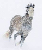 Andalusian mare running in snow storm, Longmont, Colorado, USA