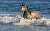 Grey Andalusian stallion running through waves on the beach, USA