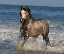 Grey Andalusian stallion running through waves on the beach,  USA