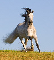Grey Andalusian / Spanish stallion running, California, USA