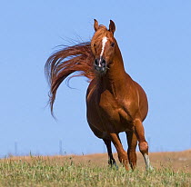 Chestnut arabian stallion running, California, USA