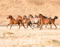 Yearling arabian horses running, California, USA