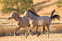 Two yearling arabian horses running, California, USA