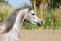 Grey arabian stallion running, California, USA