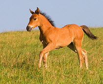 Quarter horse foal, Double Diamond ranch, Nebraska, USA
