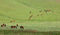 Quarter horses, mares and foals grazing on pasture at Double Diamond ranch, Nebraska, USA, July 2009