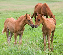 RF- Quarter horse, sorrel mare and foals. Double Diamond ranch, Nebraska, USA. July. (This image may be licensed either as rights managed or royalty free.)