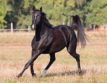 Black quarter horse running in paddock, Colorado, USA