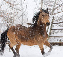 Morgan horse, buckskin mare in snow storm, Colorado, USA, March 2010