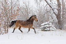 Morgan horse, buckskin mare in snow storm, Colorado, USA, March 2010