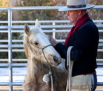Grey Mustang / Wild horse colt foal Mica, rounded up from the Adobe Town herd, Wyoming, and adopted by the photographer, in pen with trainer Rich Scott, Colorado, USA, January 2011, model released