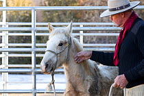 Grey Mustang / Wild horse colt foal Mica, rounded up from the Adobe Town herd, Wyoming, and adopted by the photographer, in pen with trainer Rich Scott, Colorado, USA, January 2011, model released