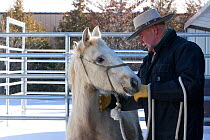 Grey Mustang / Wild horse colt foal Mica, rounded up from the Adobe Town herd, Wyoming, and adopted by the photographer, in pen with trainer Rich Scott, Colorado, USA, February 2011, model released