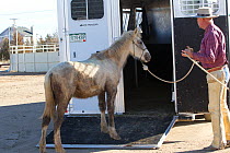 Grey Mustang / Wild horse colt foal Mica, rounded up from the Adobe Town herd, Wyoming, and adopted by the photographer, being led into trailer by trainer Rich Scott, Colorado, USA, February 2011, mod...