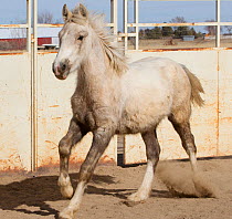 Grey Mustang / Wild horse colt foal Mica, rounded up from the Adobe Town herd, Wyoming, and adopted by the photographer, running in pen, Colorado, USA, March 2011