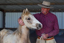 Grey Mustang / Wild horse colt foal Mica, rounded up from the Adobe Town herd, Wyoming, and adopted by the photographer, in stable with trainer Rich Scott, Colorado, USA, February 2011, model released