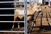 Grey Mustang / Wild horse colt foal Mica, rounded up from the Adobe Town herd, Wyoming, and adopted by the photographer, in stable with trainer Rich Scott, Colorado, USA, February 2011, model released