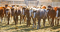 Grey Mustang / Wild horse colt foal Mica with other foals rounded up from the Adobe Town herd, Wyoming, and adopted by the photographer, awaiting adoption, Canon city, Colorado, USA, December 2010