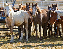 Grey Mustang / Wild horse colt foal Mica with other foals rounded up from the Adobe Town herd, Wyoming, and adopted by the photographer, awaiting adoption, Wyoming, USA, December 2011