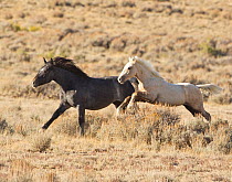 Mustang / Wild horses, young horse running with foal Mica, Adobe Town herd, Wyoming, USA, October 2010, grey foal went on to be adopted by photographer