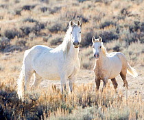 Mustang / Wild horses, mare with foal Mica, Adobe Town herd, Wyoming, USA, October 2010, grey foal went on to be adopted by photographer