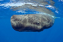 Sperm whale (Physeter macrocephalus) juvenile female aged about 6-11 years, Endangered Species, Commonwealth of Dominica, Caribbean, March