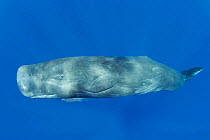 Sperm whale (Physeter macrocephalus) juvenile female aged about 6-11 years, with remora fish, Endangered Species, Commonwealth of Dominica, Caribbean, March