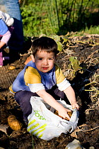 Child harvesting potatoes in Horfield community orchard / allotments, run by and with local people as a food source and a source of regeneration within inner city Bristol. UK. MRDELETE