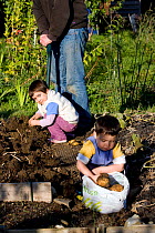 Children and father harvesting potatoes in Horfield community orchard / allotments, run by and with local people as a food source and a source of regeneration within inner city Bristol. UK. MRDELETE