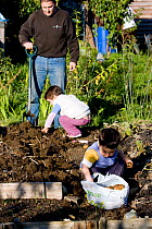 Children and father harvesting potatoes in Horfield community orchard / allotments run by and with local people as a food source and a source of regeneration within inner city Bristol. UK. MRDELETE