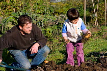 Child and father harvesting potatoes in Horfield community orchard / allotments run by and with local people as a food source and a source of regeneration within inner city Bristol. UK. MRDELETE