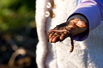 An Earthworm (Lumbricus terrestris) in the hand of a child, found in an allotment while digging for potatoes. UK. MRDELETE