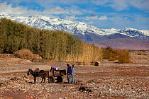 People standing by a donkey cart with the Atlas Mountains in the distance. Skoura Oasis, Morocco, North Africa, March 2011.