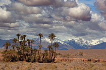 Date Palms and the Atlas Mountains in the far distance. Skoura Oasis, Morocco, North Africa, March 2011.
