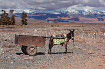 Donkey (Equus asinus) and cart with Atlas Mountains on the horizon. Skoura Oasis, Morocco, North Africa, March 2011.