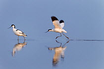 Avocet (Recurvirostra avocetta) showing aggresssion towards another. Norfolk, UK, April.