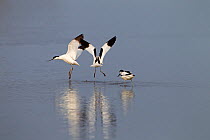 Avocet (Recurvirostra avocetta) showing aggression towards another. Norfolk, UK, April.