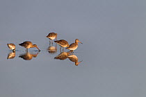Black-tailed Godwits (Limosa limosa) foraging in water. Norfolk, UK, April.