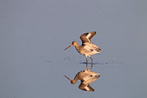 Black-tailed Godwit (Limosa limosa) on calm water. Norfolk, UK, March.